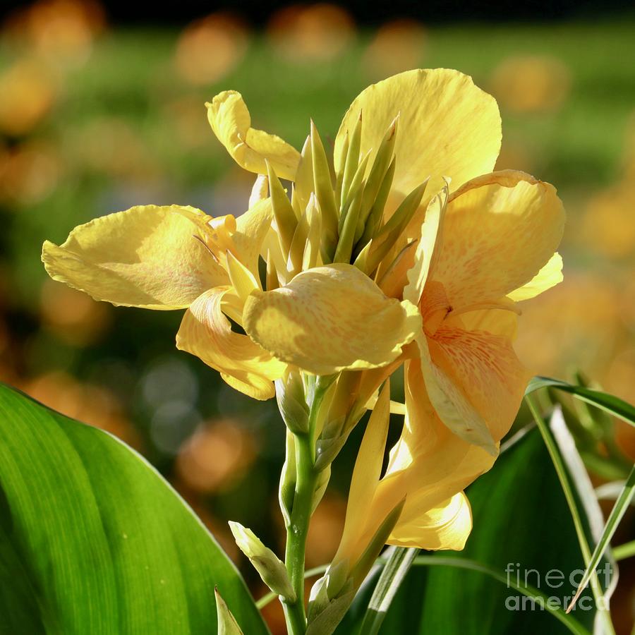 Yellow Canna Lily Square Photograph by Carol Groenen