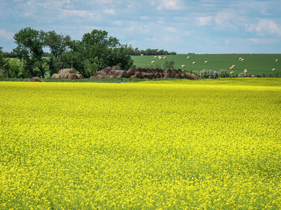 Yellow Canola Field Photograph by Patti Deters