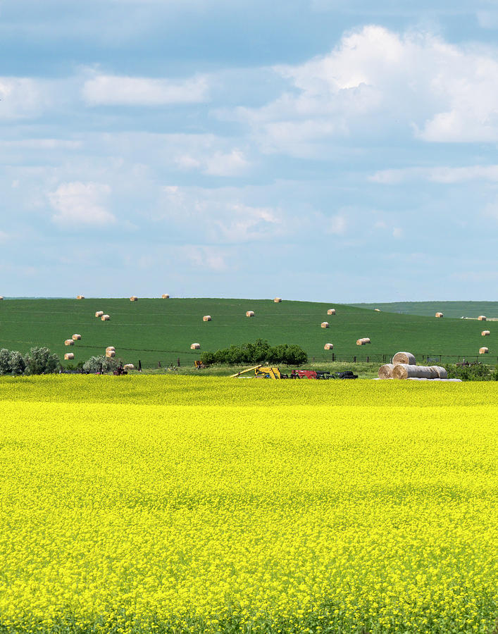 Yellow Canola Field - Vertical Photograph by Patti Deters