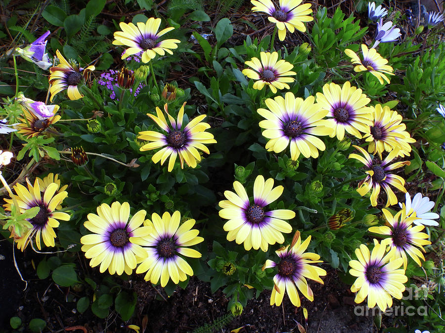 Yellow Cape Daisies Photograph by Scott Cameron