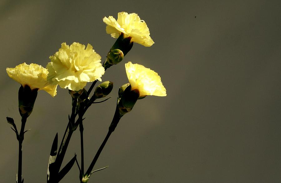 Yellow Carnations Photograph
