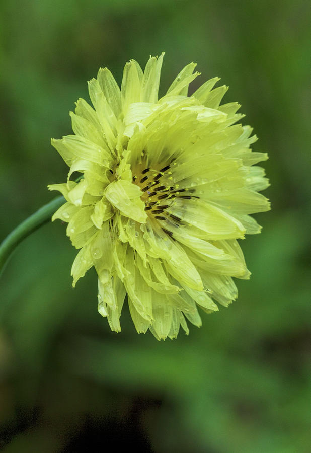 Yellow Carolina Desert Chicory Wildflower Photograph by Kathy Clark