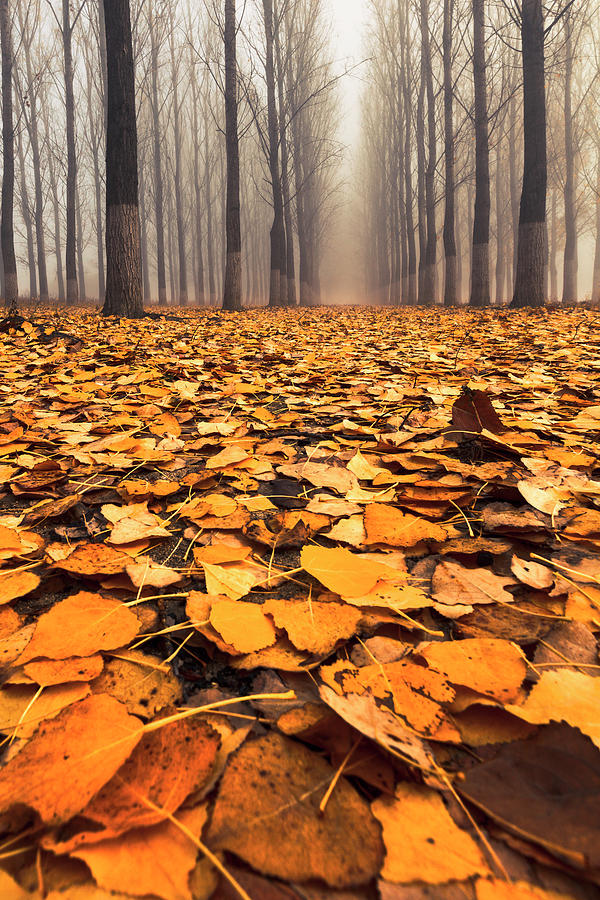 Yellow Carpet Photograph by Evgeni Dinev