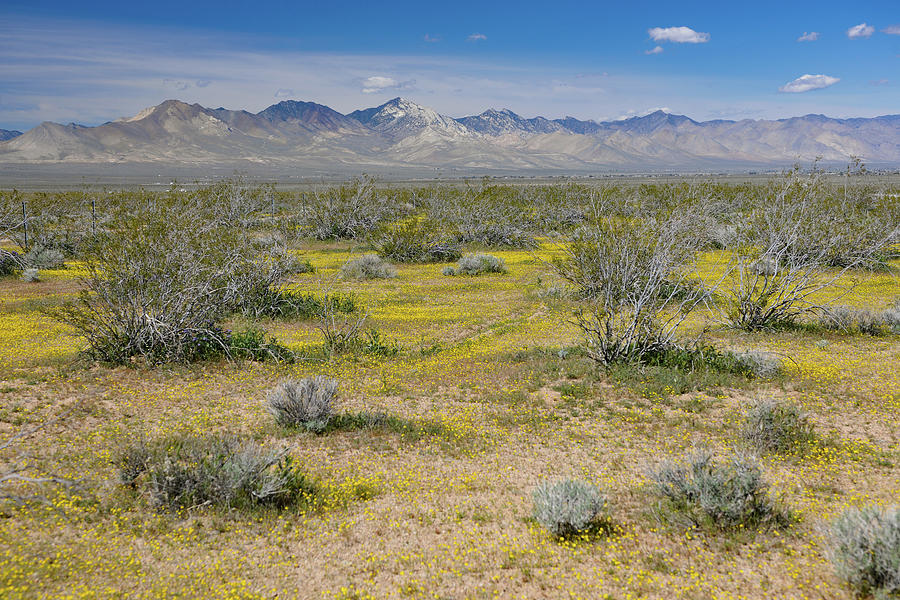 Yellow Carpet on Mojave Desert Photograph by Bonnie Colgan