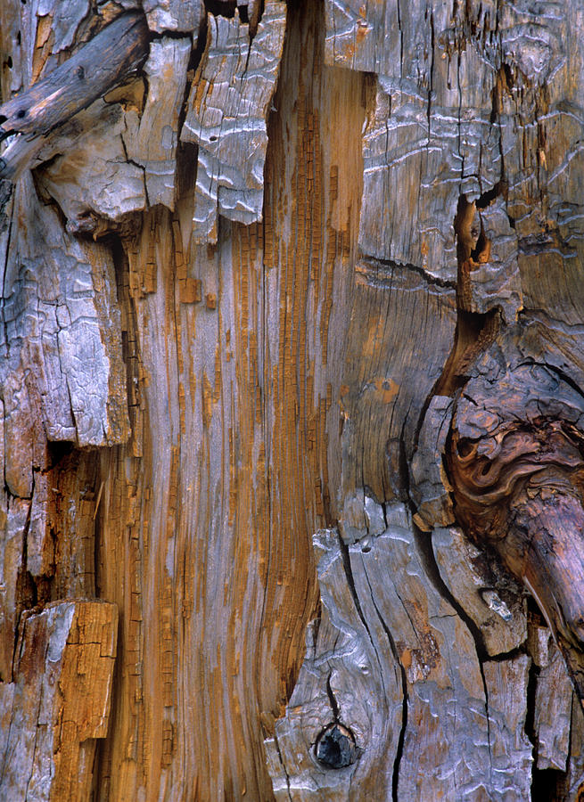 Nature Photograph - Yellow Cedar Trunk by Tim Fitzharris