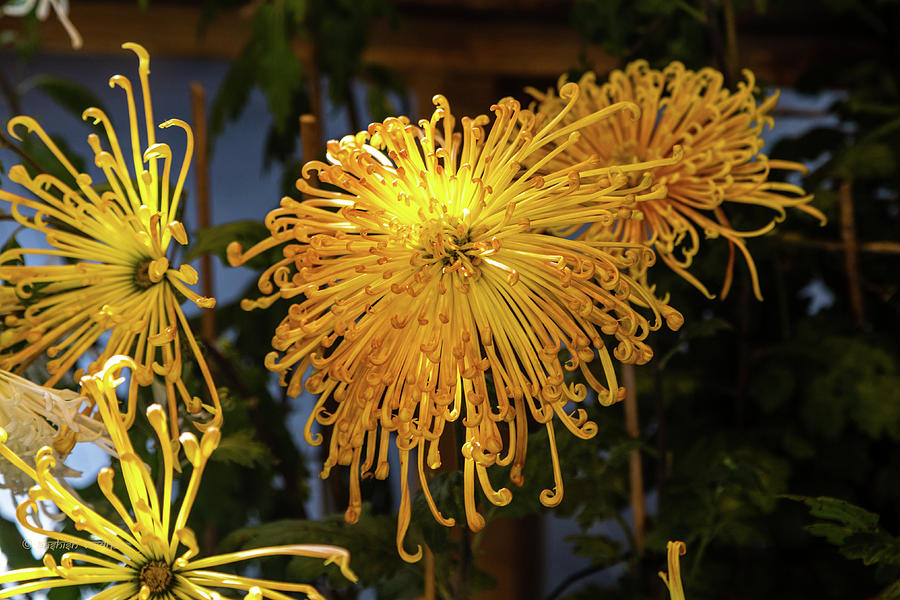 Yellow Chrysanthemum Photograph