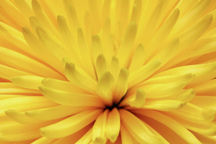 Yellow Chrysanthemum Flower Macro Photograph by Mikhail Kokhanchikov