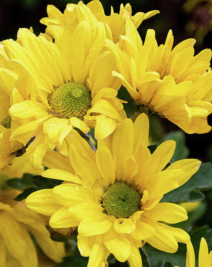 Yellow Chrysanthemum Flowers Photograph by Laurel Powell