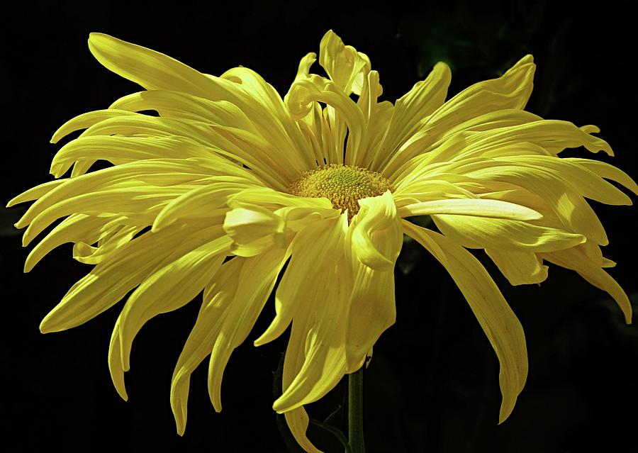 Yellow Chrysanthemum Photograph by Jennifer Nelson