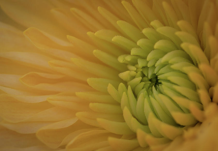 Yellow Chrysanthemum Photograph by Kevin Schwalbe