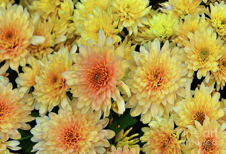 Yellow Chrysanthemum Variations Photograph