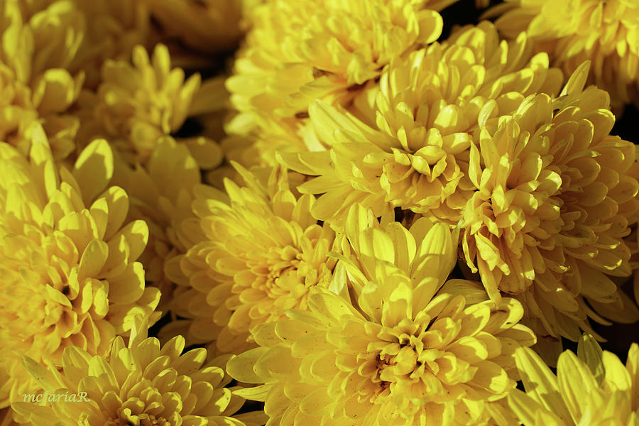 Flower Photograph - Yellow Chrysanthemums by Maria Faria Rodrigues