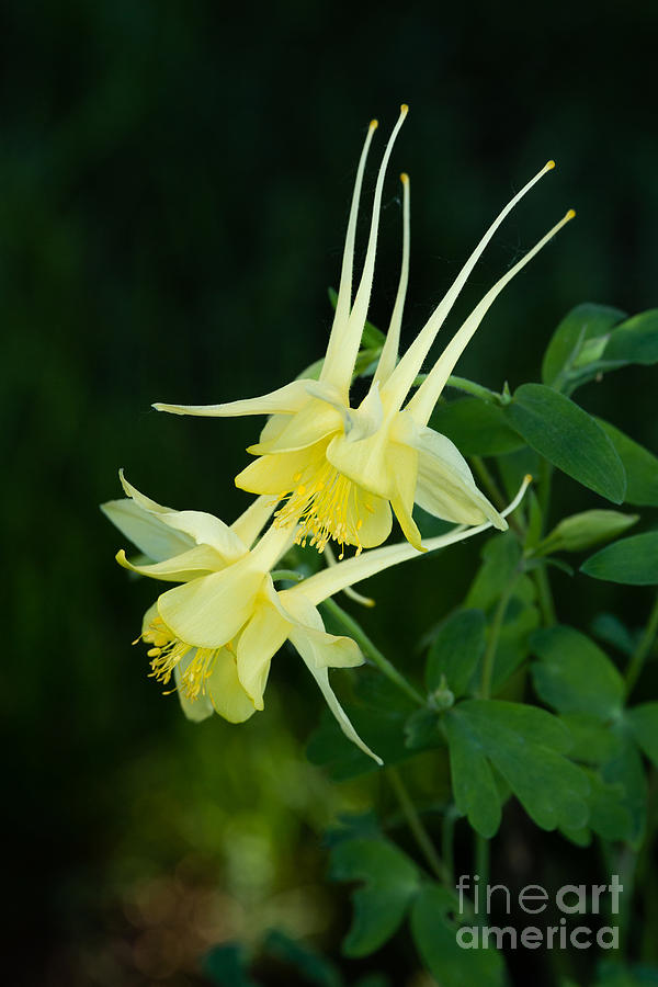 Yellow Columbines Photograph by Jan Day