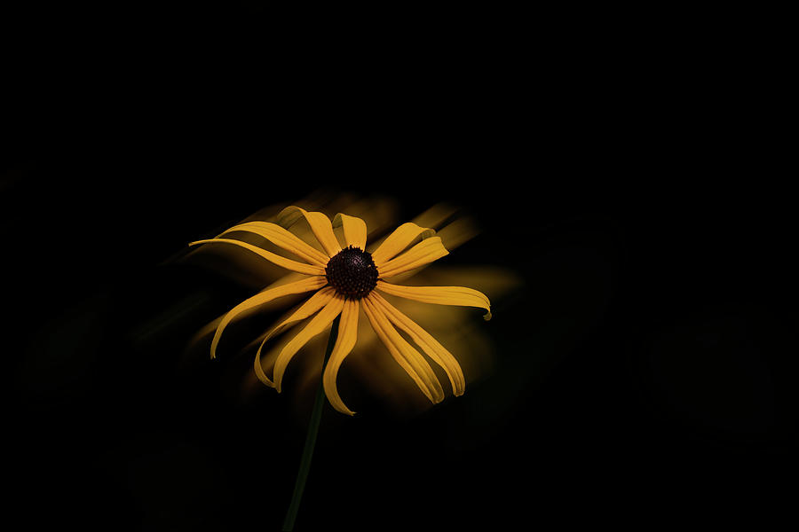 Yellow coneflower against dark background Photograph by Dan Friend