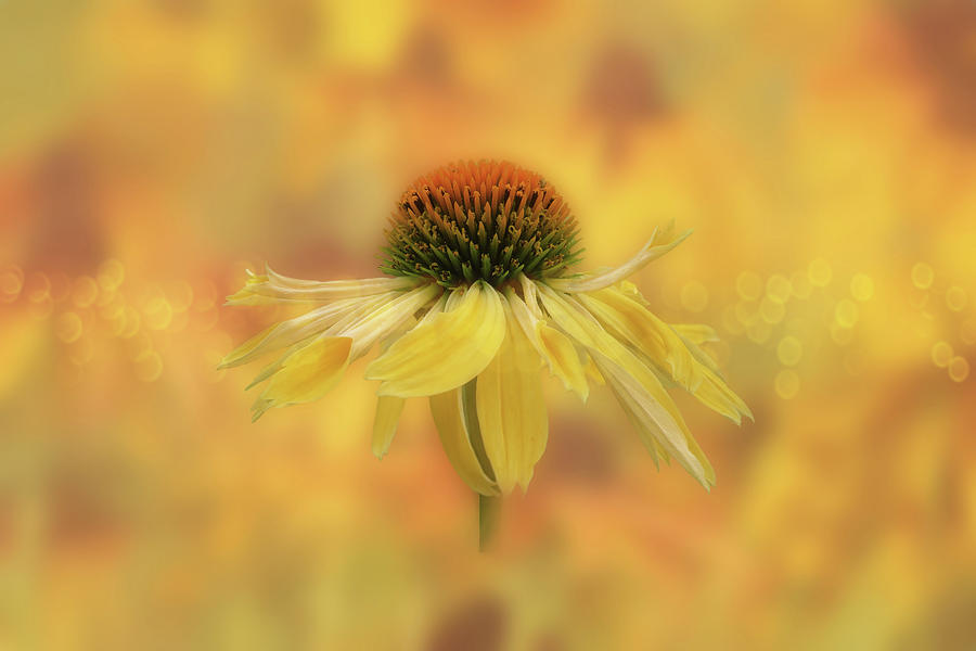 Nature Digital Art - Yellow Coneflower Field by Terry Davis