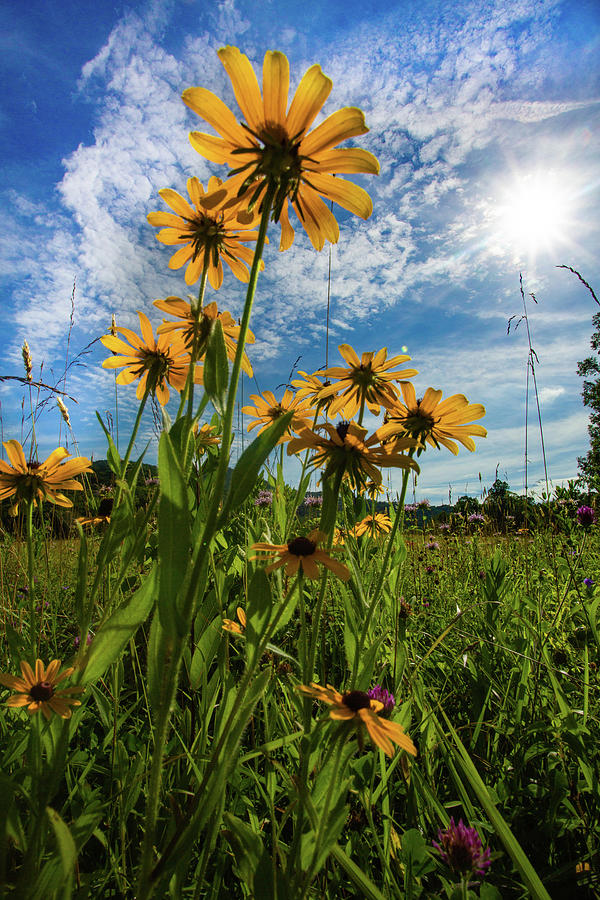 Yellow Coneflowers In A Field In Cades Cove Photograph by Carol Mellema ...