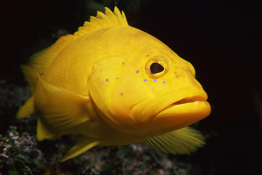 Yellow coney fish Photograph by Comstock