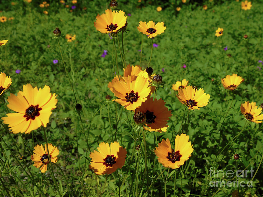 Yellow Coreopsis Photograph by D Hackett