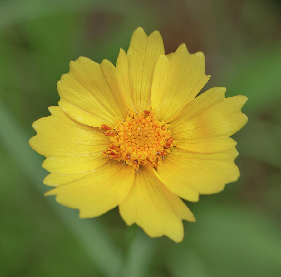 Daisy Photograph - Yellow Coreopsis Daisy by Phil And Karen Rispin