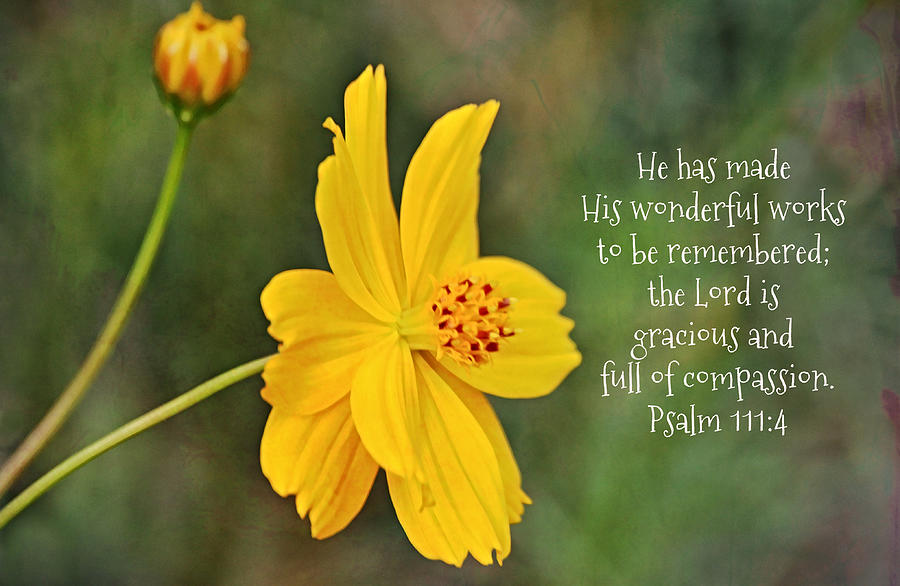 Yellow Cosmos Flower and Scripture Digital Art by Gaby Ethington - Fine ...