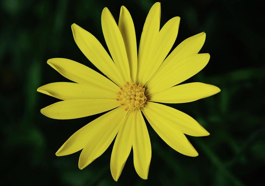 Yellow Cosmos Flower In The Shade Photograph
