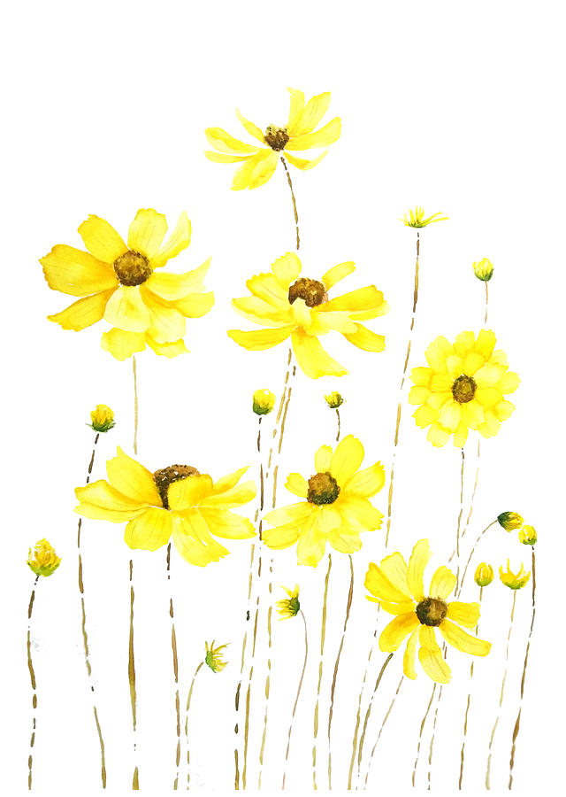 Yellow Cosmos Flowers Watercolor Painting by Color Color