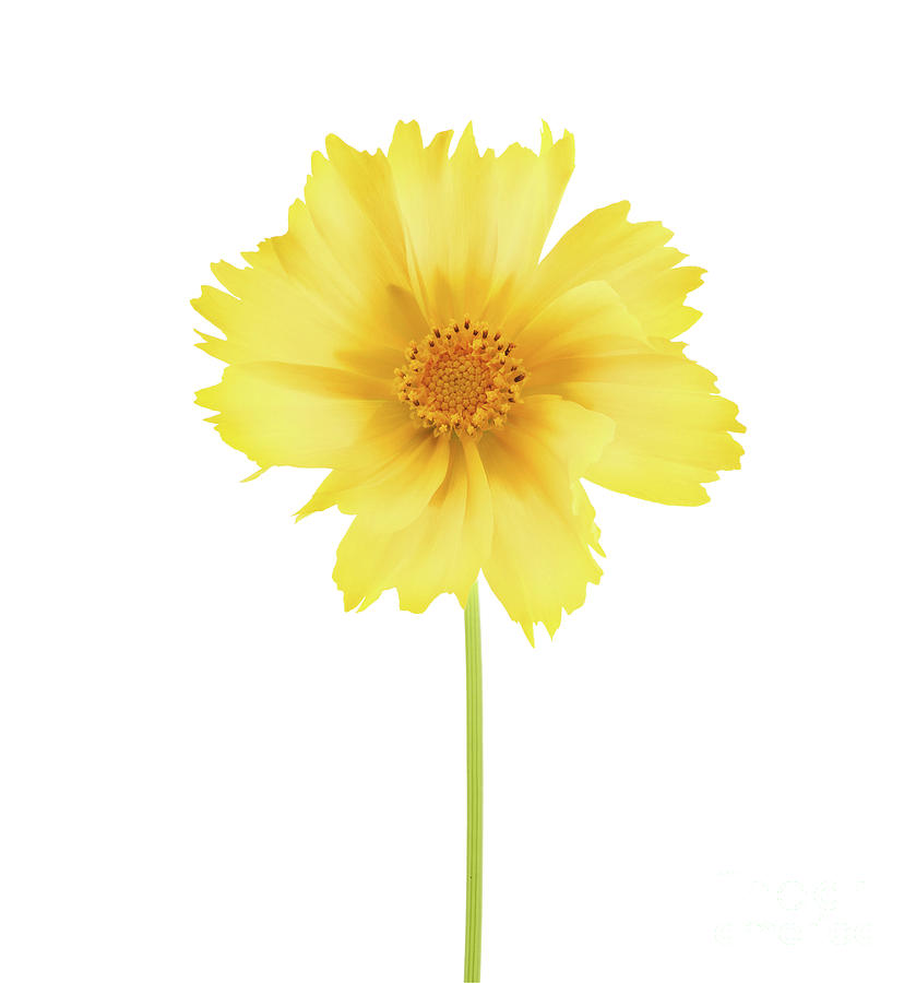 Yellow Cosmos sulphureus flower isolated on white background Photograph by Maxim Images Exquisite Prints