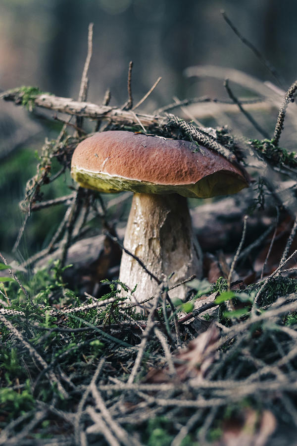 Yellow-cracked bolete covered with withered twigs growing tall. Xerocomus subtomentosus is situated between needles and leaves in the morning light Photograph by Vaclav Sonnek