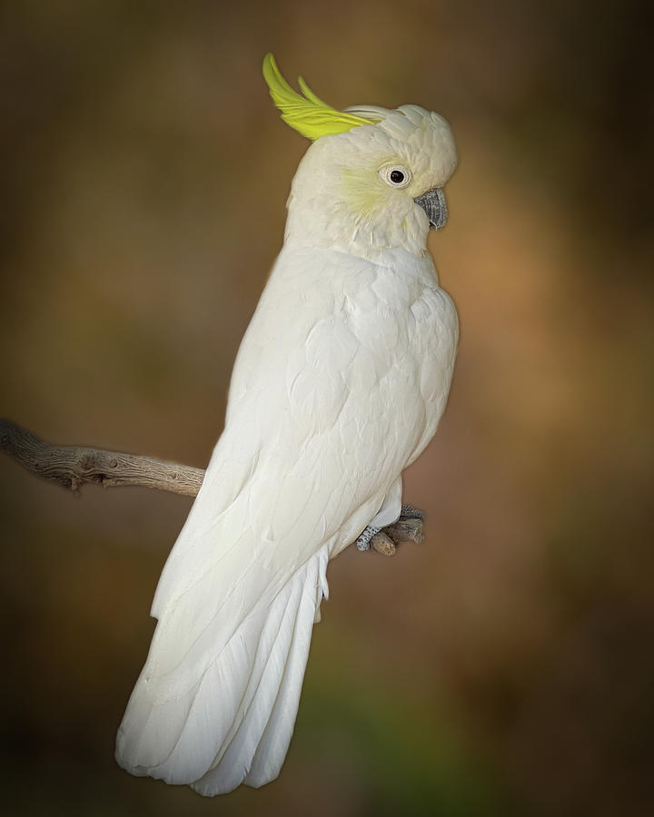Yellow-crested Cockatoo Portrait  Photograph by Teresa Wilson