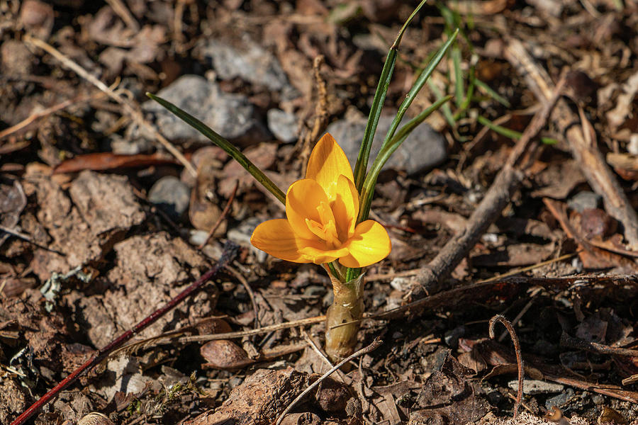 Yellow Crocus in March Photograph by Jeff Severson