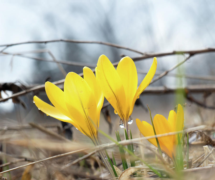 Yellow crocus Photograph by Nick Mares