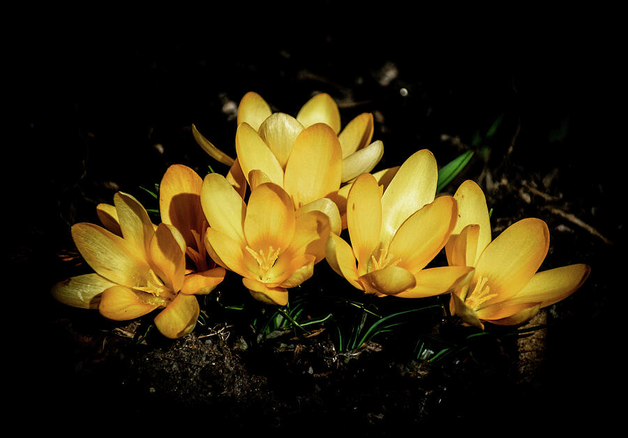 Flower Photograph - Yellow Crocuses-Spring 2024 by Len Bomba