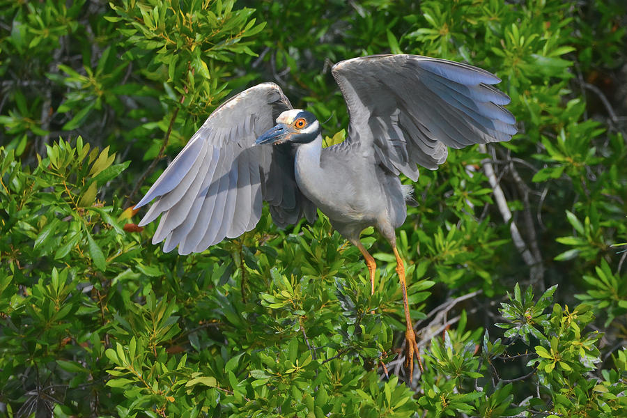Yellow Crown Night Heron Flight Photograph by Jerry Griffin