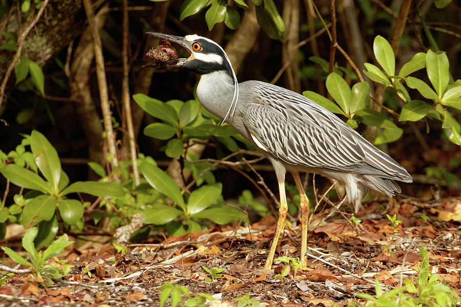 Yellow Crown Night Heron Having a Snack Photograph by Darrell Gregg ...