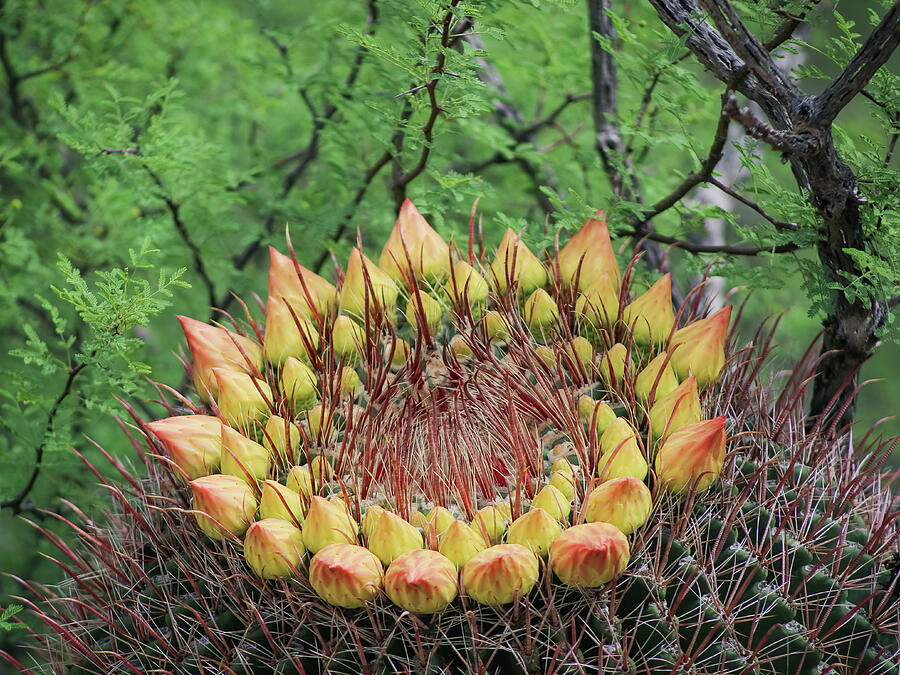 Yellow Crown of Flower Buds Photograph by Katie Dobies Yellow Crown of Flower Buds Photograph by Katie Dobies