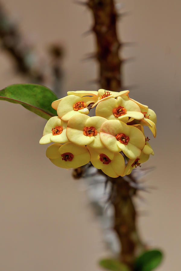 Yellow Crown of Thorns Photograph by John Haldane