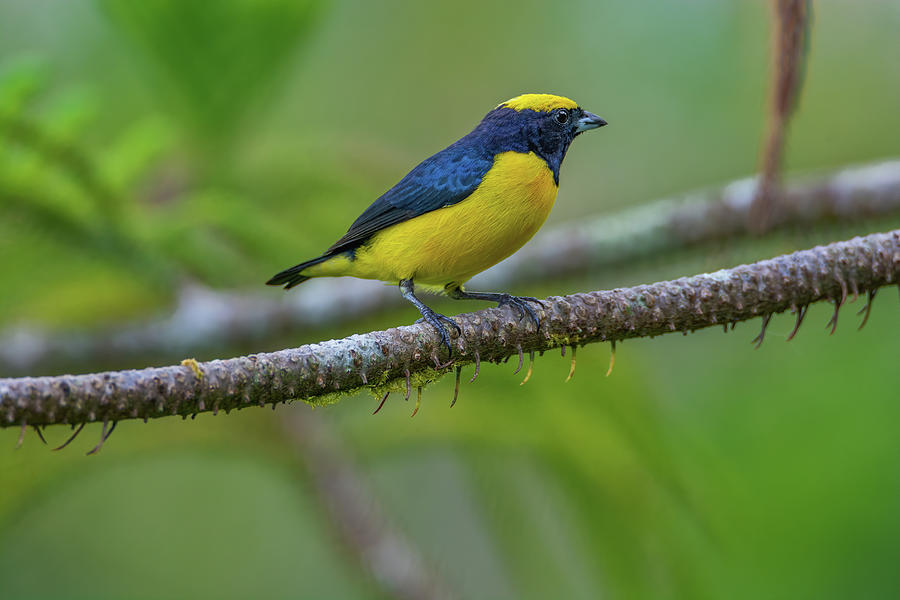 Yellow-crowned euphonia resting on branch Photograph by Raul Cole ...