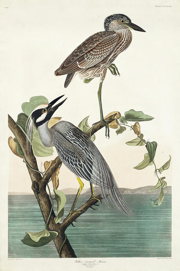 Audubon Birds Drawing - Yellow-Crowned Heron by Red-headed Duck