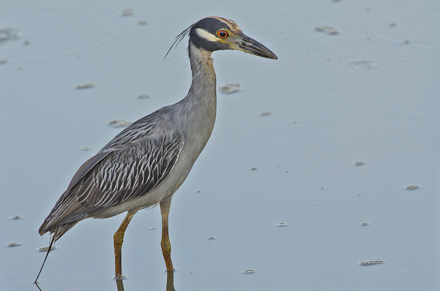 Yellow-crowned Night-Heron - 2866 Photograph by Jerry Owens