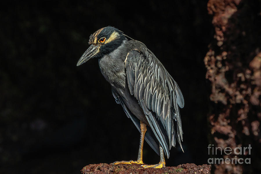 Yellow-crowned Night Heron at Buccaneer Cove Photograph by Nancy Gleason