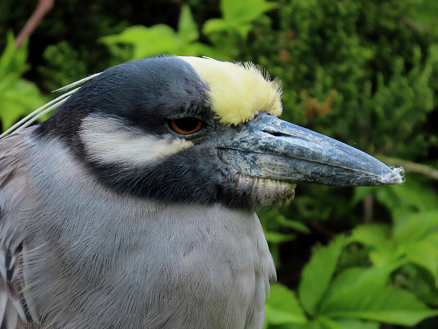 Yellow-crowned Night Heron at Ocean City Rookery Photograph by Linda Stern