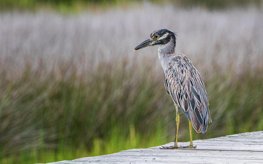 Yellow-Crowned Night Heron - Coastal NC Photograph by Bob Decker