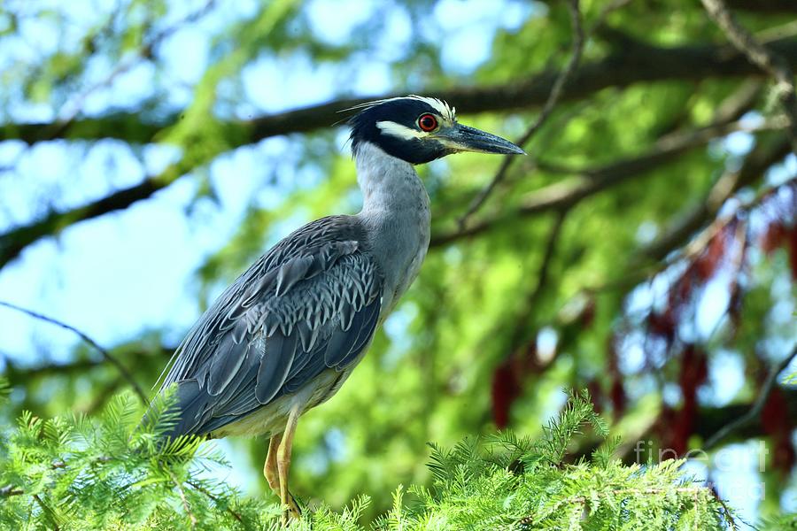 Yellow Crowned Night Heron Photograph by Craig Wood