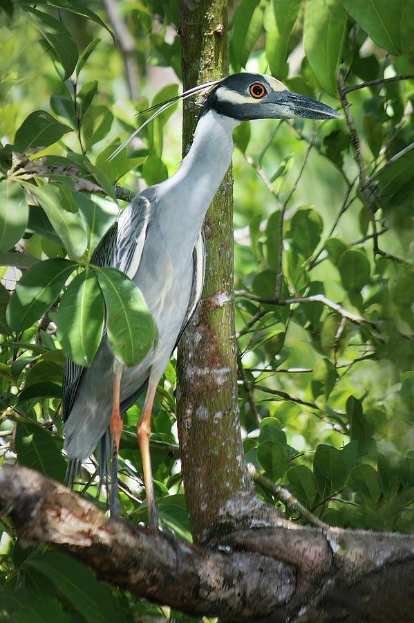 Yellow-Crowned Night Heron Photograph by Diane Moller