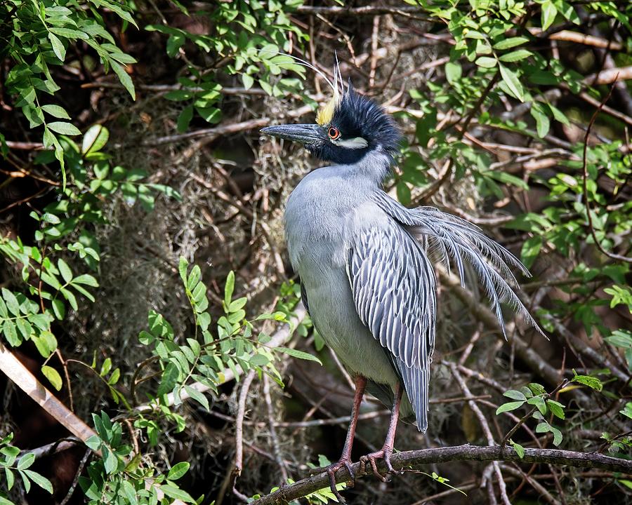 Yellow-crowned Night Heron during mating season Photograph by Ronald Lutz