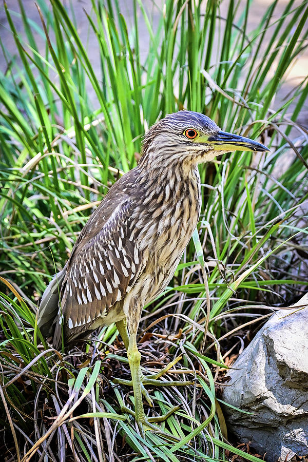 Yellow crowned night heron Photograph by Ed Stokes