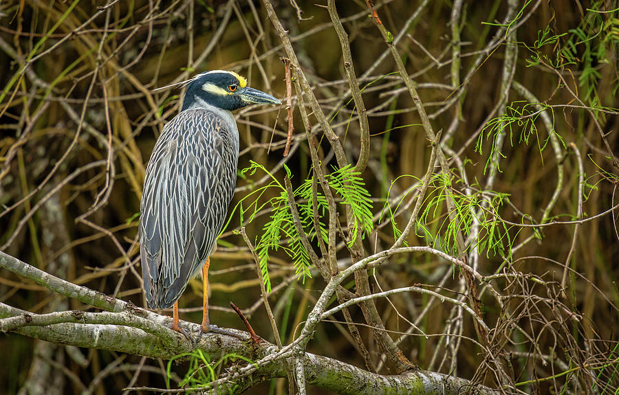 Yellow-crowned Night Heron Photograph by Gerald DeBoer