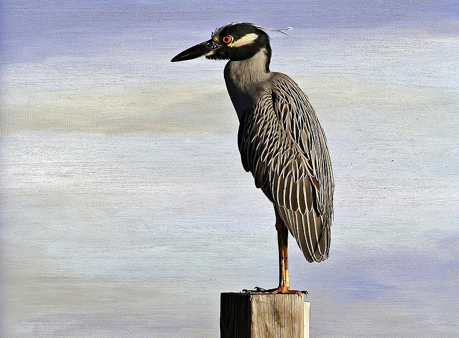 Yellow-crowned Night Heron Photograph by HH Photography of Florida