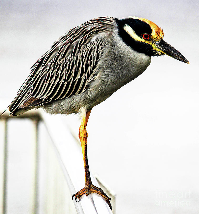 Yellow Crowned Night Heron Photograph by Joanne Carey