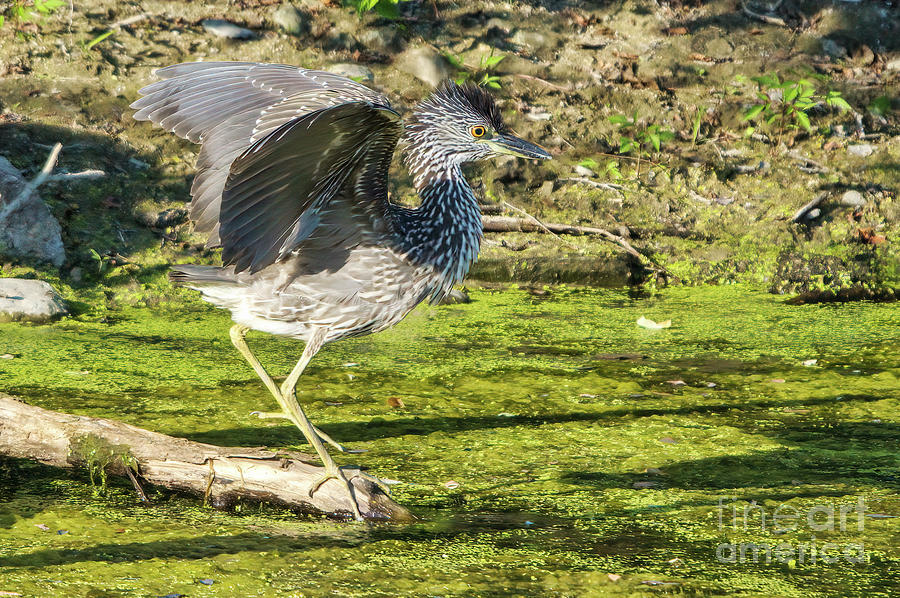Yellow-Crowned Night Heron Juvenile Photograph by Charline Xia